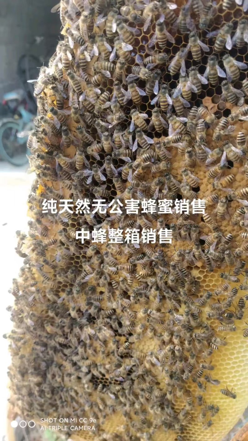 推荐蜂蜜荆条蜜自家养殖常年有货保质保量