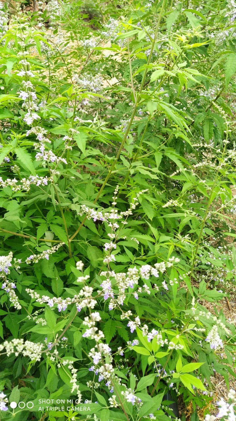 推荐蜂蜜荆条蜜自家养殖常年有货保质保量