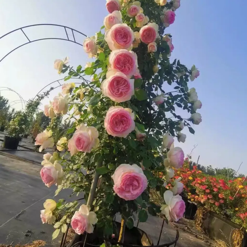 藤本月季爬藤植物粉龙蒂娜庆典蓝色阴雨30多个品种包成活