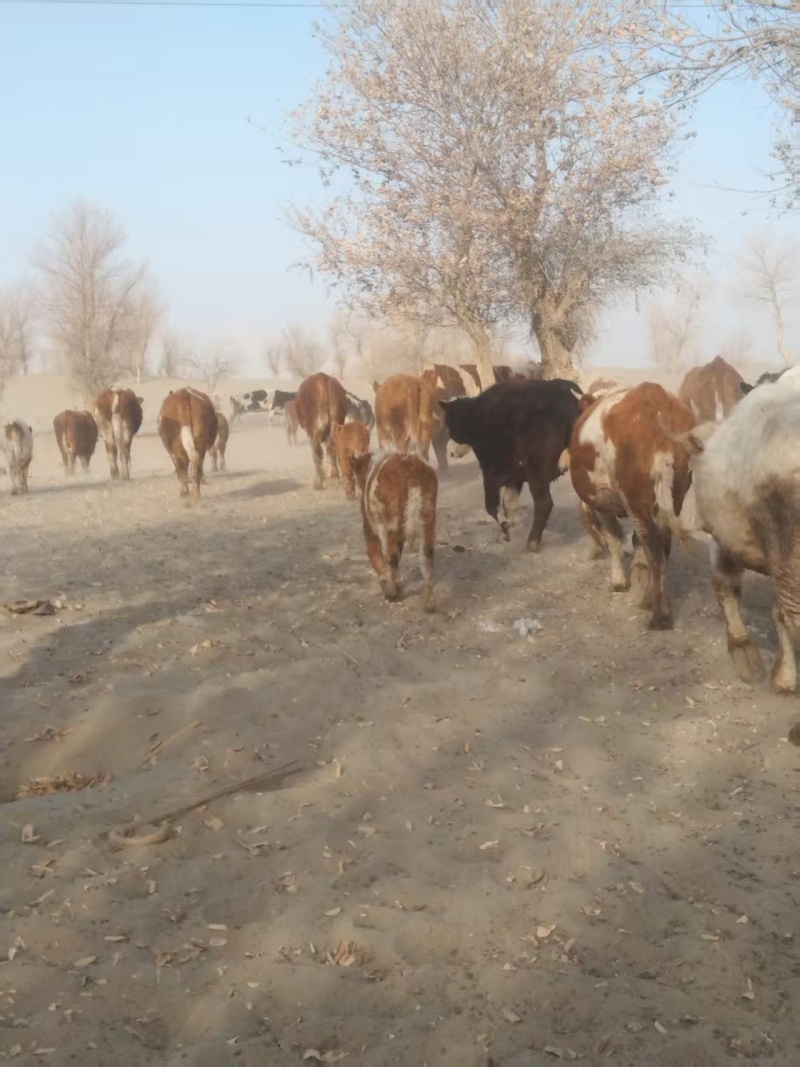 新彊放养牛肉，自家放养，一头起售