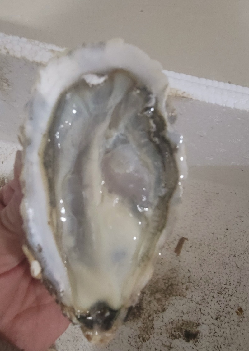 乳山生蚝，产地直发。