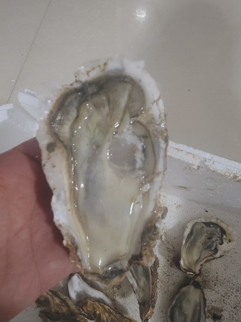 乳山生蚝，产地直发。