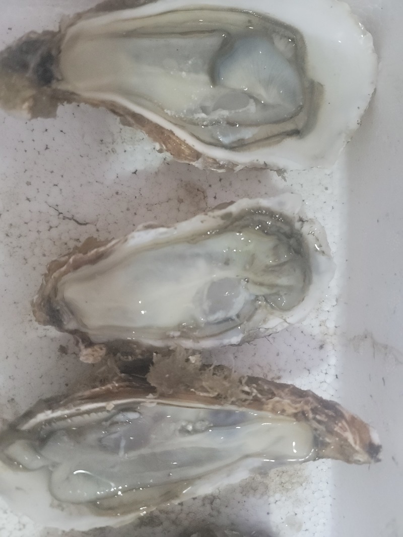 乳山生蚝，产地直发。