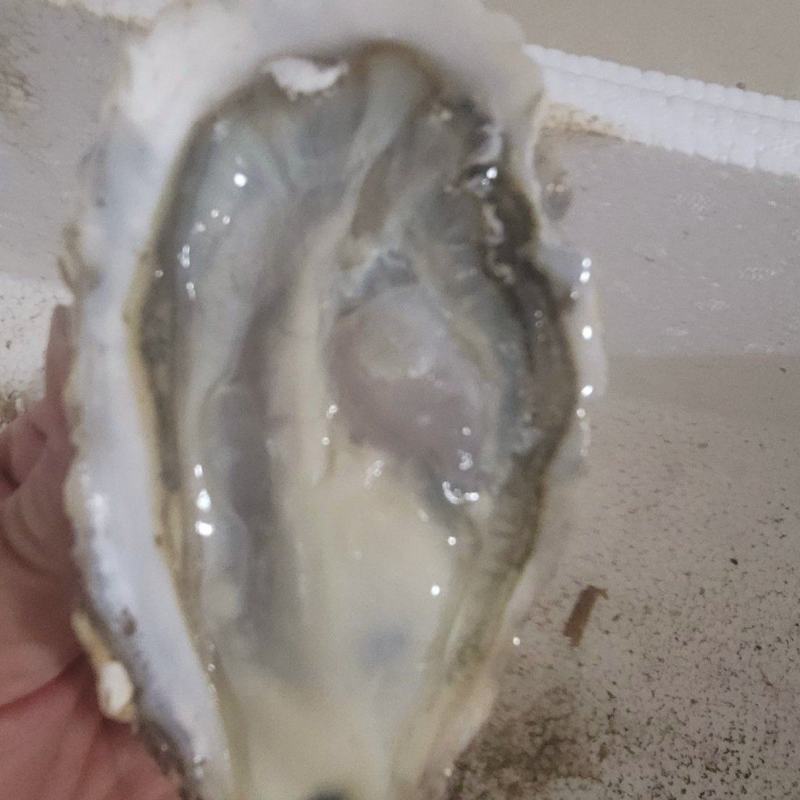 乳山生蚝，产地直发。