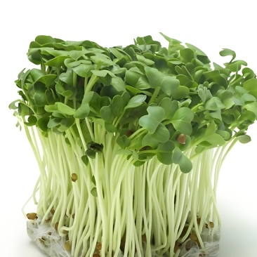 萝卜芽苗菜预售，长期稳定大量供货
