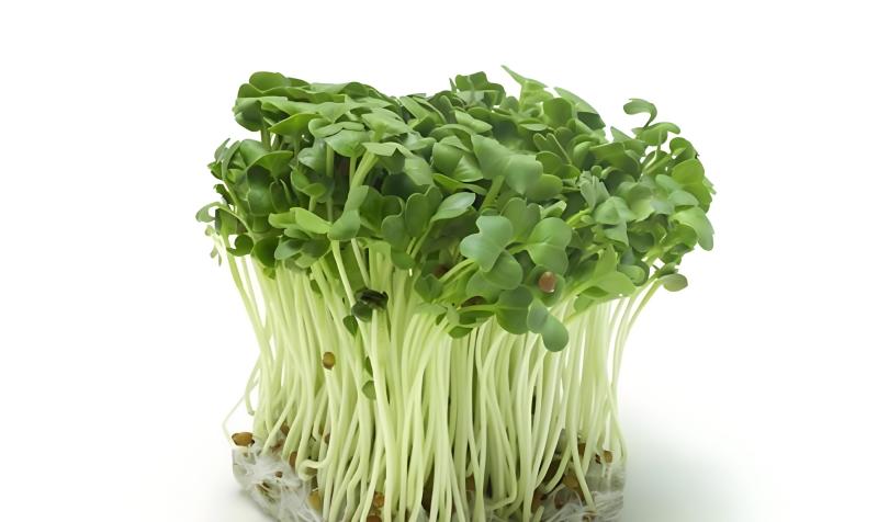 萝卜芽苗菜预售，长期稳定大量供货