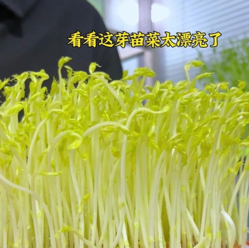 黄金芽预售，长期稳定供货