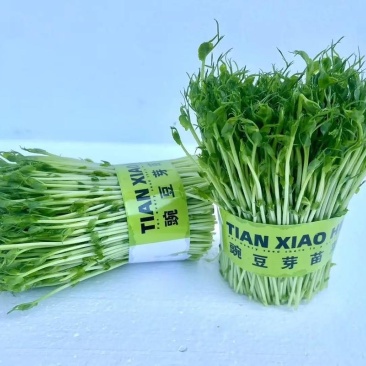豌豆芽预售，长期稳定供货