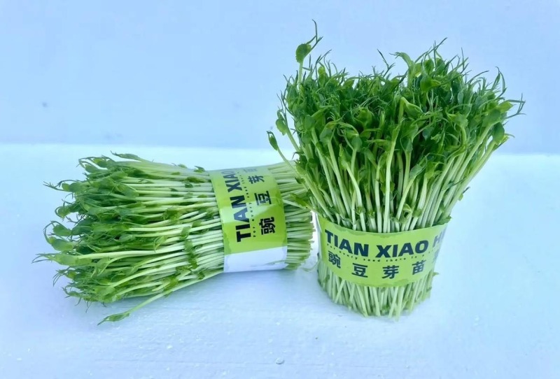豌豆芽预售，长期稳定供货