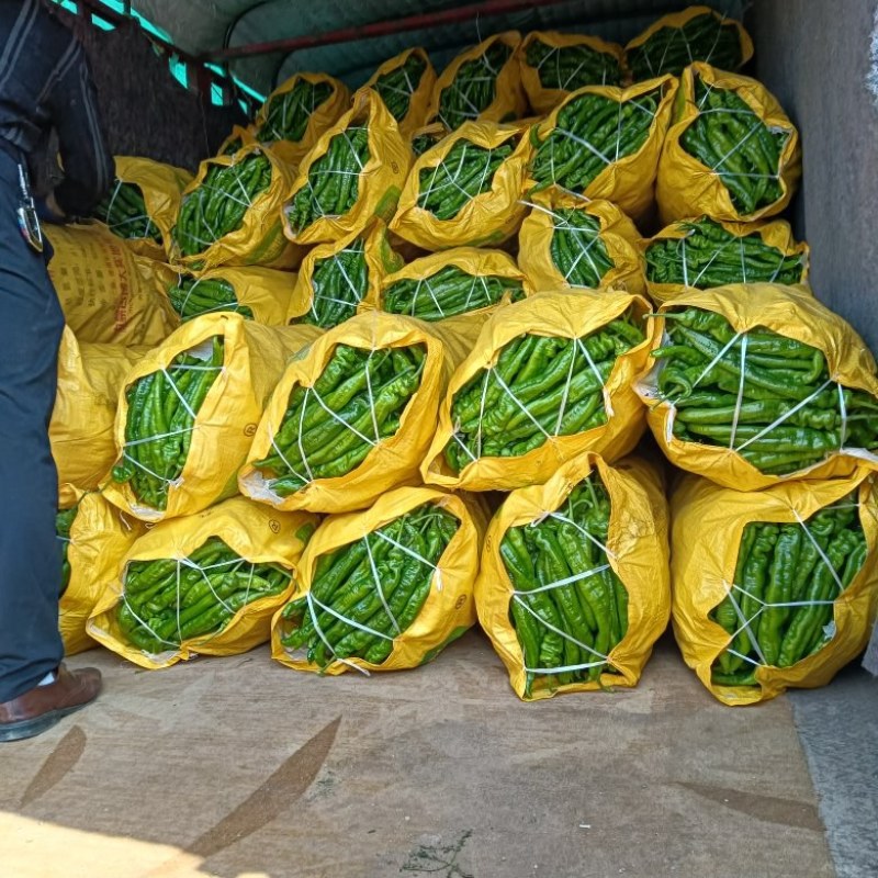 精品陇椒甘肃辣椒/自家基地/全国批发/来电咨询