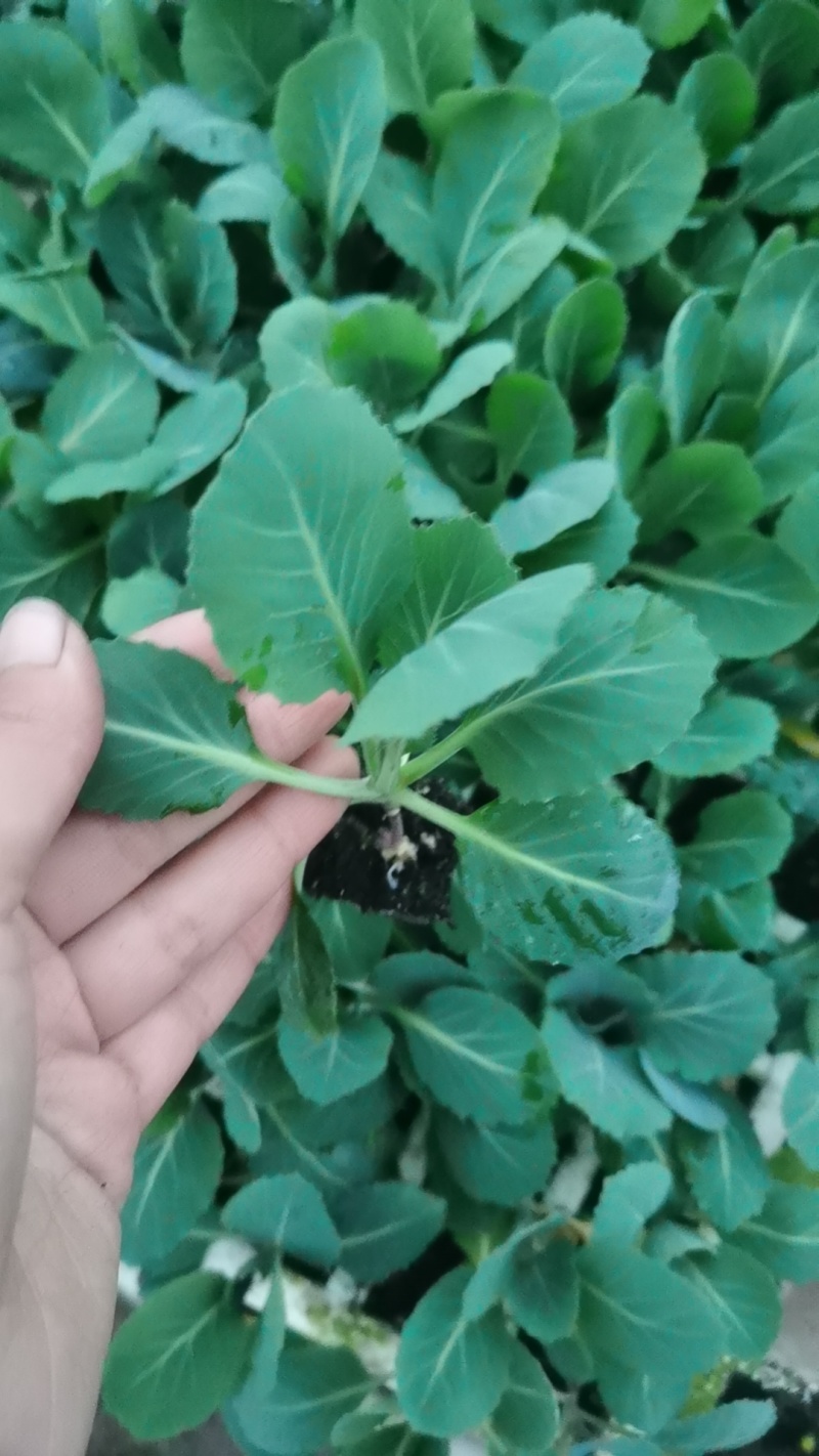 莲花白苗，平顶甘蓝苗，穴盘包菜苗