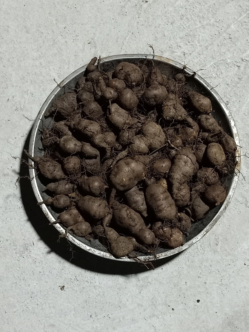三叶青鲜果，大小都有，随时供应，全国发货。