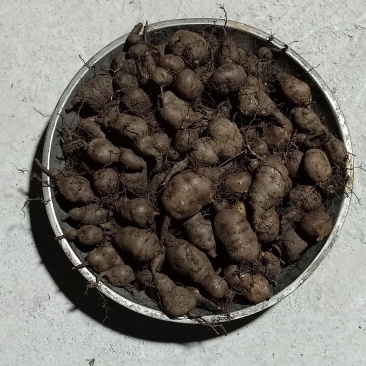 三叶青鲜果，大小都有，随时供应，全国发货。