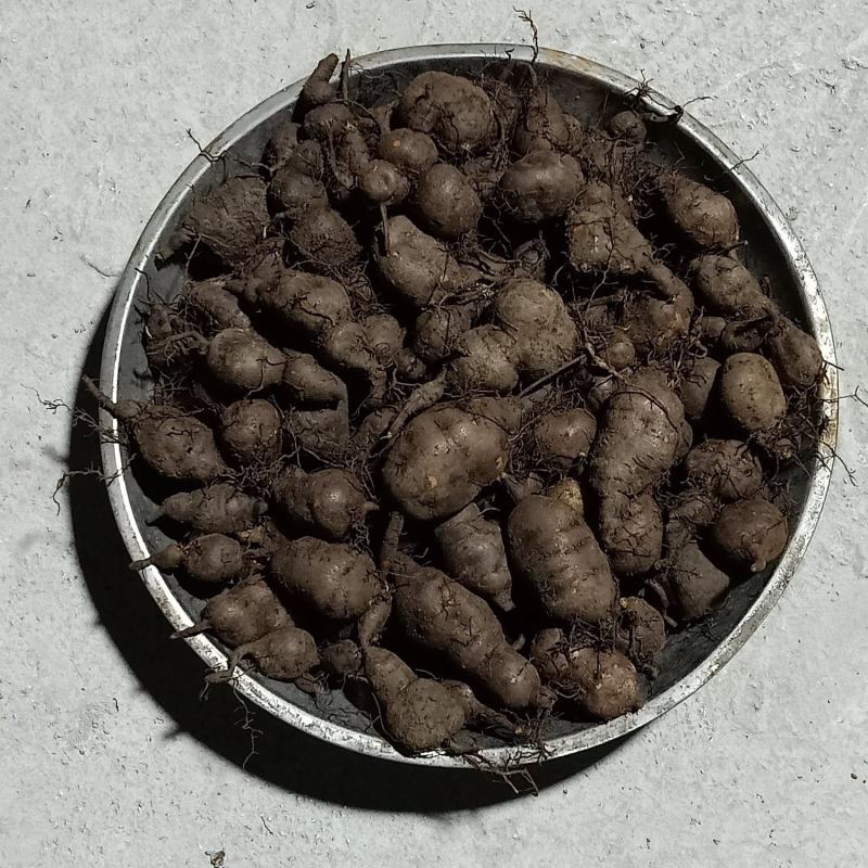 三叶青鲜果，大小都有，随时供应，全国发货。