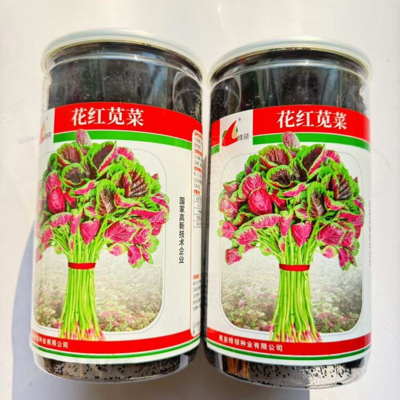 红苋菜种子绿领花红苋菜中熟耐热性较强