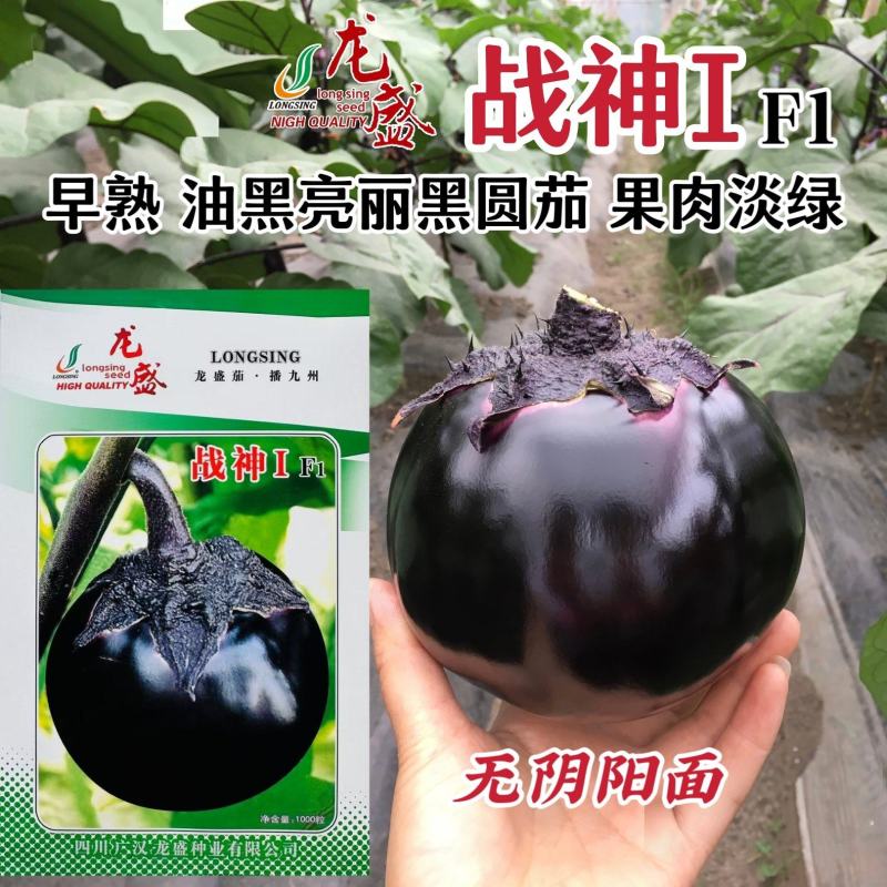战神1号特大黑圆茄茄子种子绿肉油黑黑亮圆茄种子春秋杂交