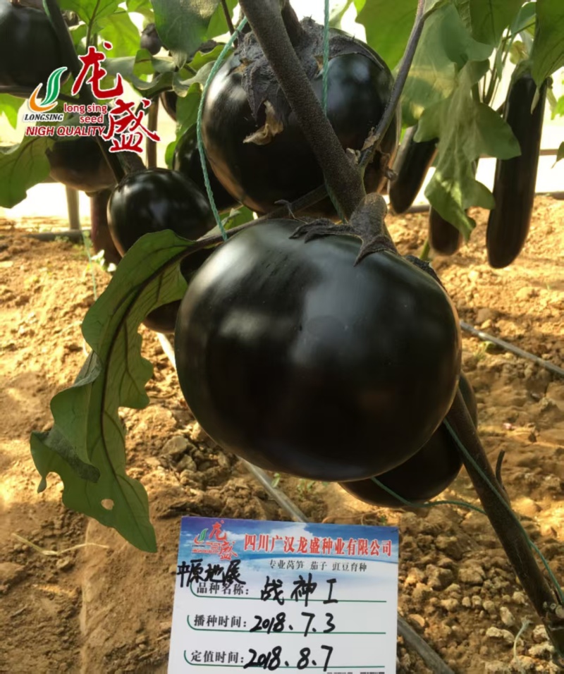 战神1号特大黑圆茄茄子种子绿肉油黑黑亮圆茄种子春秋杂交