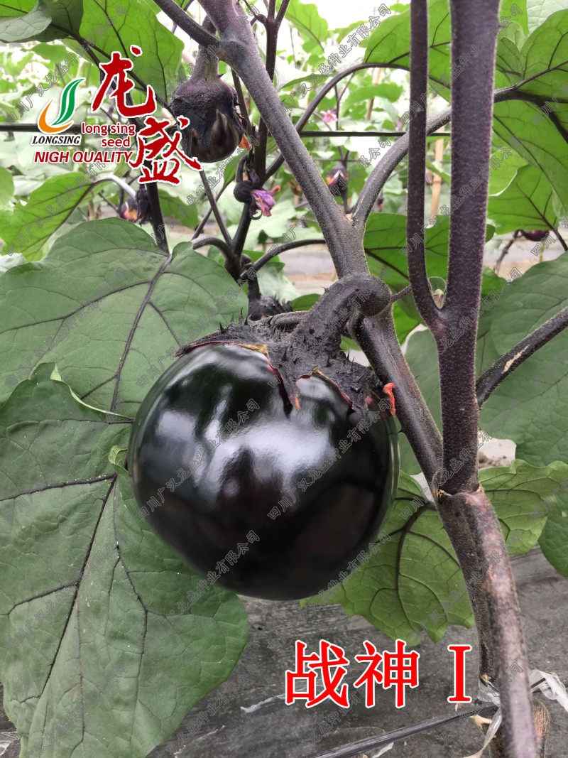战神1号特大黑圆茄茄子种子绿肉油黑黑亮圆茄种子春秋杂交