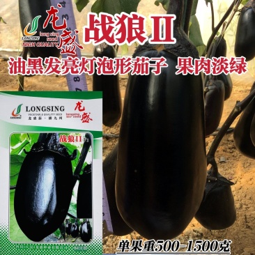 龙盛战狼2号灯泡茄种子油黑亮丽牛心茄种子绿肉特大号黑茄子