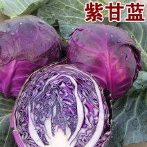 云南精品紫甘蓝大量有货。代发全国质量保障。