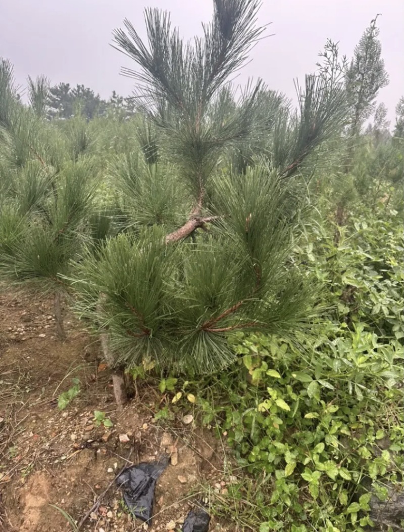 松树苗黑松树苗品质保证存活率高可指导