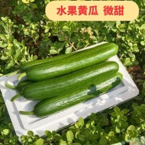 水果黄瓜精品小黄瓜凉拌菜黄瓜一件代发迷你黄瓜无刺黄瓜微甜