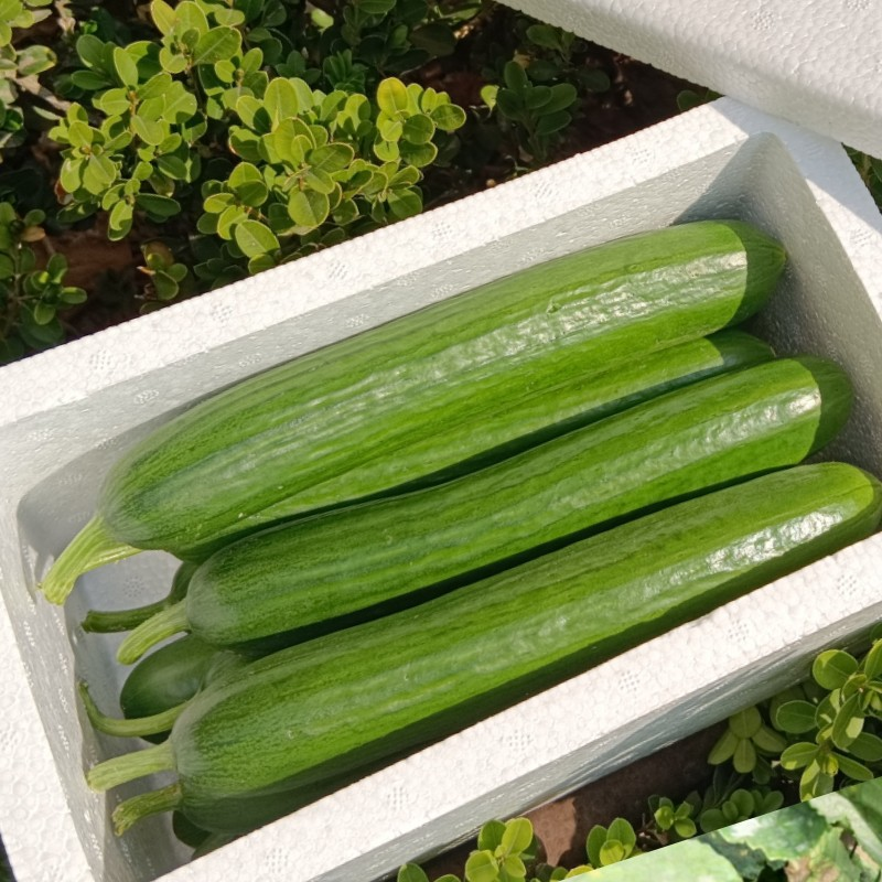 水果黄瓜精品小黄瓜凉拌菜黄瓜一件代发迷你黄瓜无刺黄瓜微甜