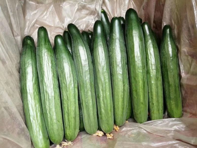 水果黄瓜精品小黄瓜凉拌菜黄瓜一件代发迷你黄瓜无刺黄瓜微甜