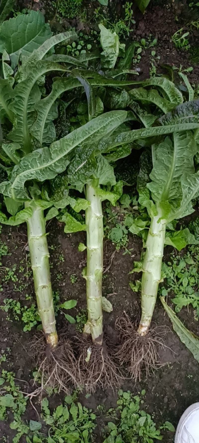 {牛商推荐}莴苣大量上市，量大从优，视频看货。欢迎来电