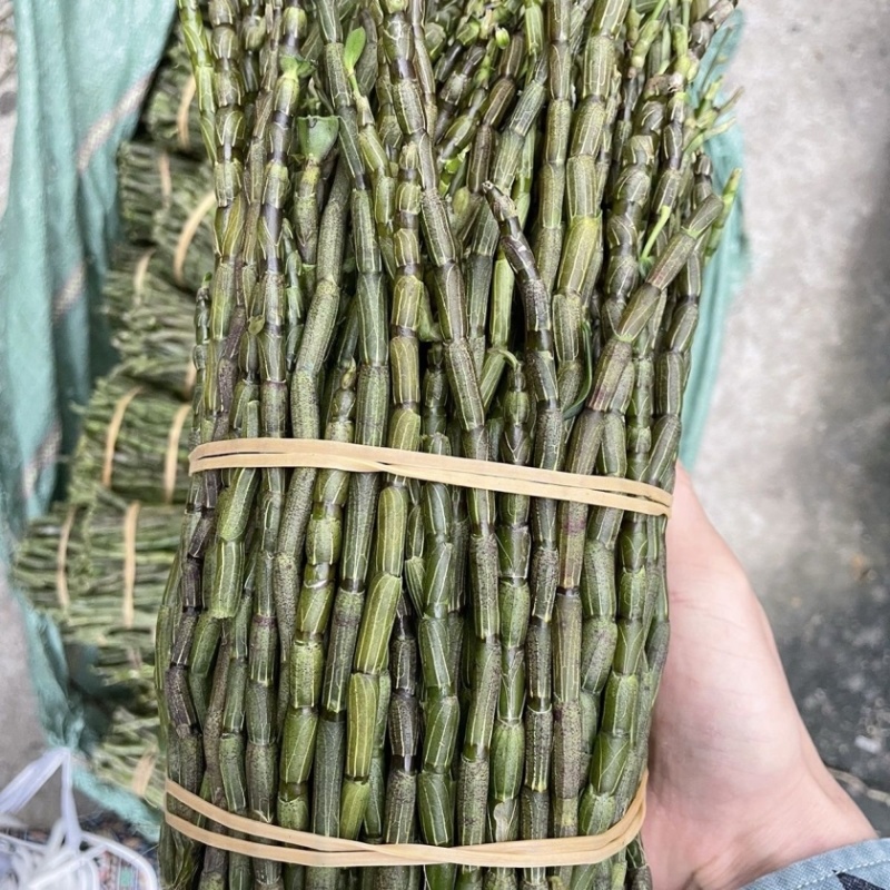 云南铁皮石斛鲜条5年鲜石斛正宗新鲜可食用正品