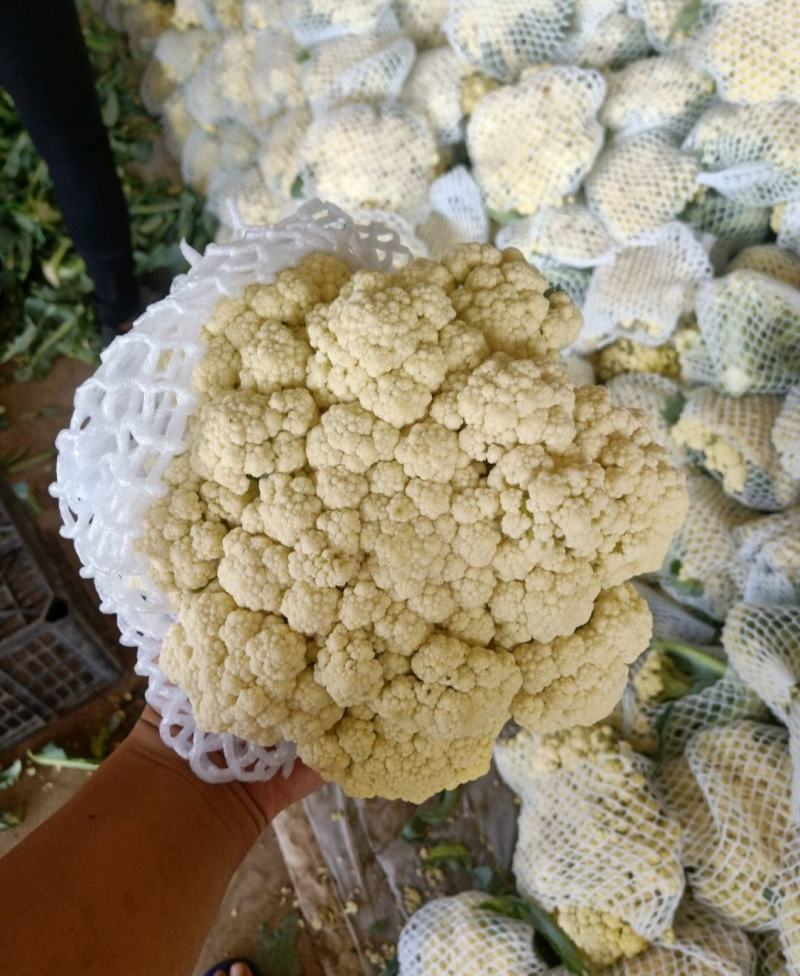产地直接对接精品松花菜大量供应对接各大电商。