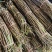 云南铁皮石斛鲜条5年鲜石斛正宗新鲜可食用正品