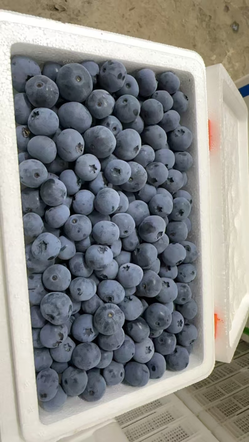 蓝莓