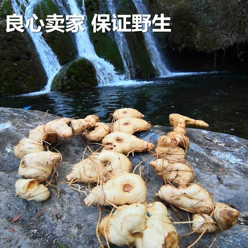 新鲜现挖正品新鲜黄精鲜货大黄精煲汤优质老黄精野生