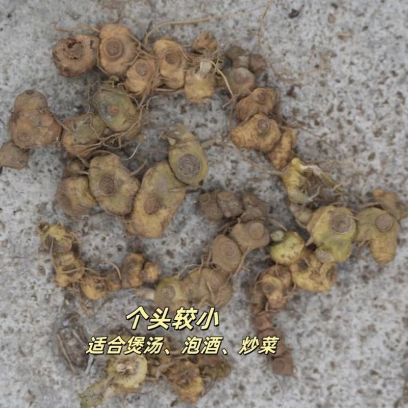 新鲜现挖正品新鲜黄精鲜货大黄精煲汤优质老黄精野生