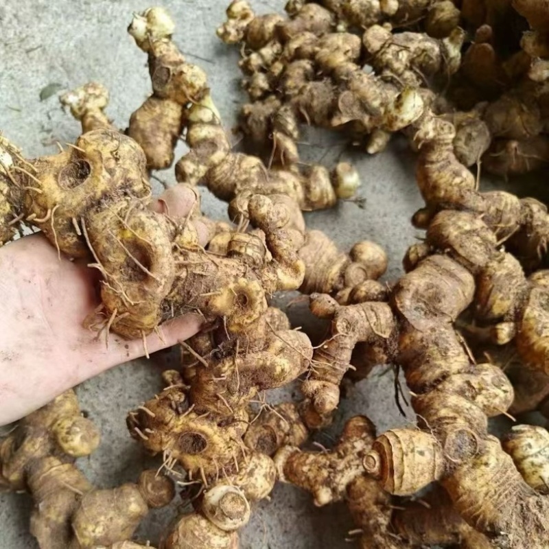 新鲜现挖正品新鲜黄精鲜货大黄精煲汤优质老黄精野生