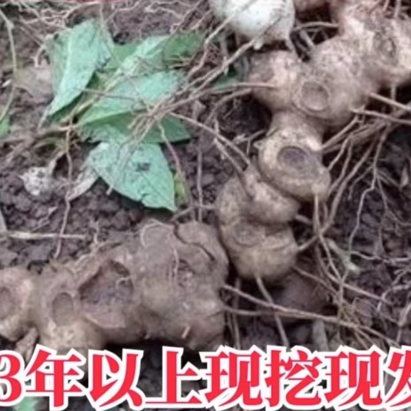 新鲜现挖正品新鲜黄精鲜货大黄精煲汤优质老黄精野生