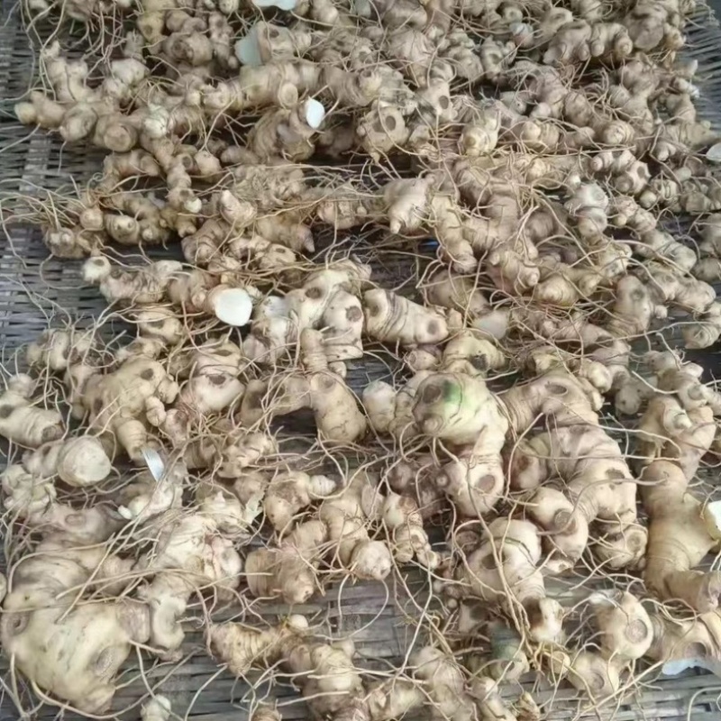 新鲜现挖正品新鲜黄精鲜货大黄精煲汤优质老黄精野生