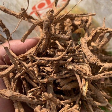 伏牛山地骨皮，非种植货源，量大价格优惠，可长期供货！