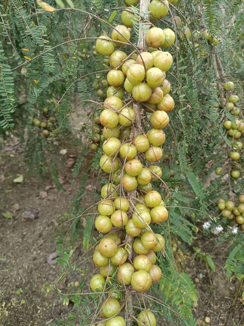 新鲜橄榄