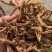 伏牛山地骨皮，非种植货源，量大价格优惠，可长期供货！