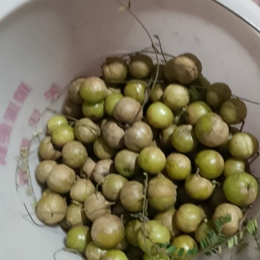 新鲜橄榄