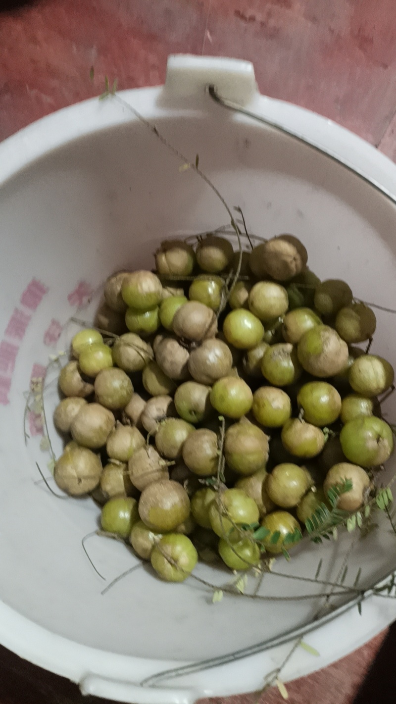 新鲜橄榄