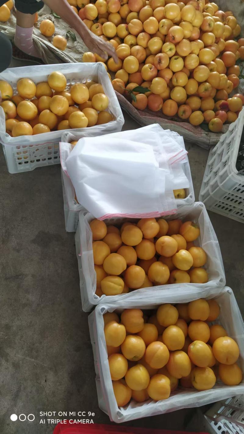 黄油桃品质高口感好运输便利欢迎联系