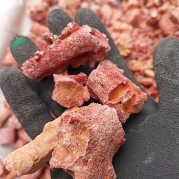 珊瑚中药材珊瑚枝冷背药材珊瑚矿石珊瑚