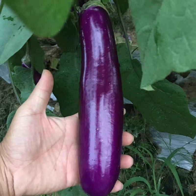 粤茄红紫龙茄子种子丰产抗病耐贮运农家菜园大田四季播种