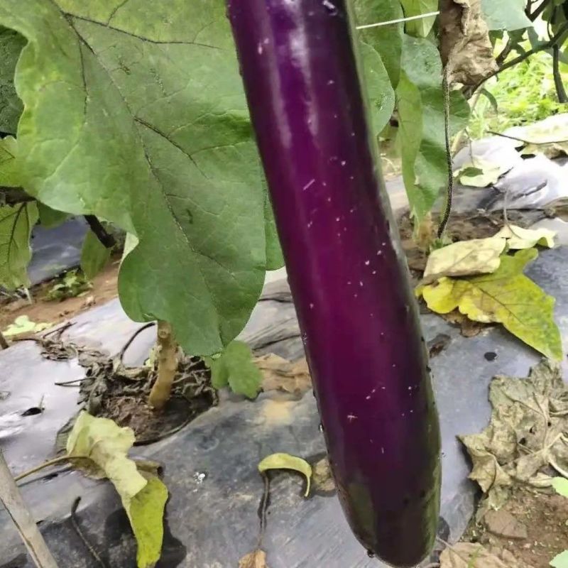 粤茄红紫龙茄子种子丰产抗病耐贮运农家菜园大田四季播种