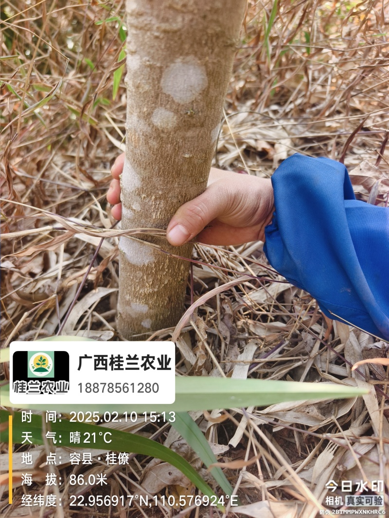 广西桂兰农业三丫苦三叉苦种苗公司苗量大有货批发对公开票