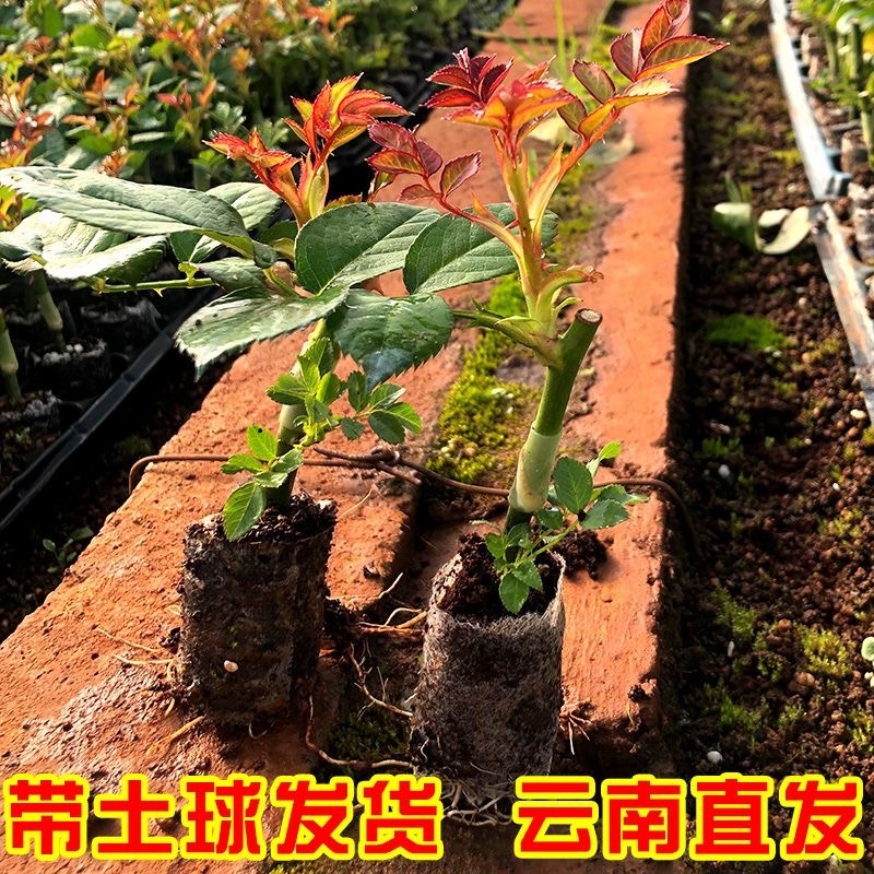 云南昆明直批玫瑰鲜切花种苗