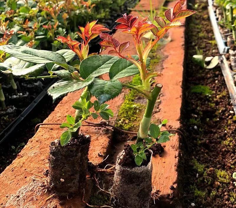 云南昆明直批玫瑰鲜切花种苗